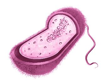 Άλλωστε γνωρίζετε ότι τόσο οι κυτταρικές δομές όσο και η βιολογική σύσταση των οργανισμών είναι κοινή, είτε αυτοί είναι μικροοργανισμοί είτε είναι οργανισμοί του μακρόκοσμου.