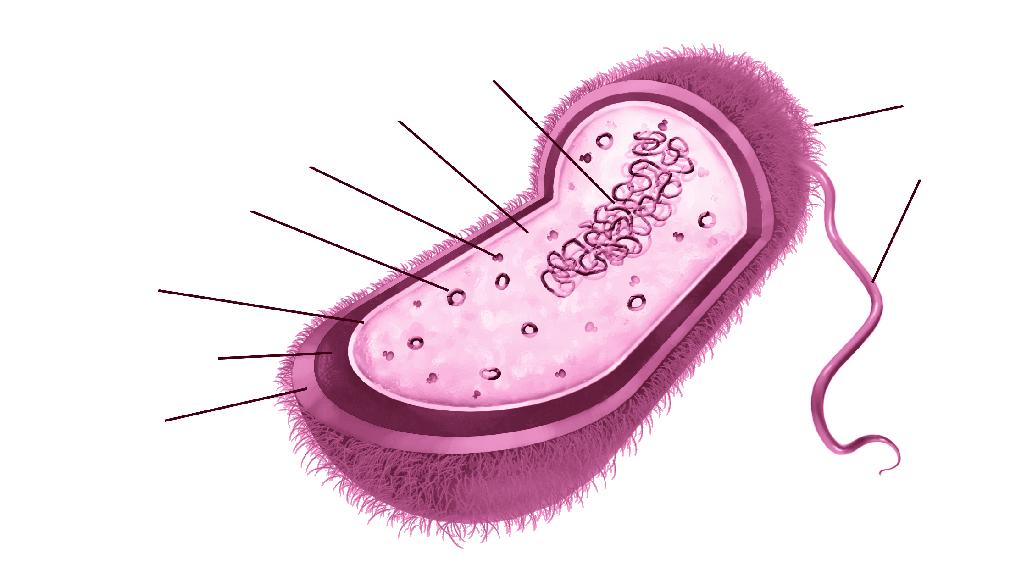 Άνθρωπος και υγεία Κυτταρική δομή Το γενετικό υλικό των βακτηρίων είναι DNA και βρίσκεται κατά κανόνα συγκεντρωμένο σε μία περιοχή του κυτταροπλάσματος, που ονομάζεται πυρηνική περιοχή ή πυρηνοειδές.