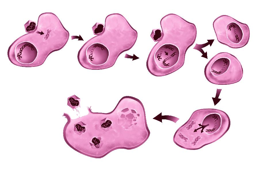 Υποδοχείς Ένας ιός είναι δυνατό να διεισδύσει μέσα σε ένα κύτταρο μόνον εάν προηγουμένως συνδεθεί κατάλληλα με υποδοχείς της μεμβράνης του κυττάρου.