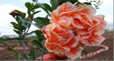 pleniflora): υψηλόκορμη ροδιά ύψους 2-5 μέτρα. Οι καρποί της σφαιρικοί, ερυθροκίτρινου χρώματος Εικόνα 1.9.