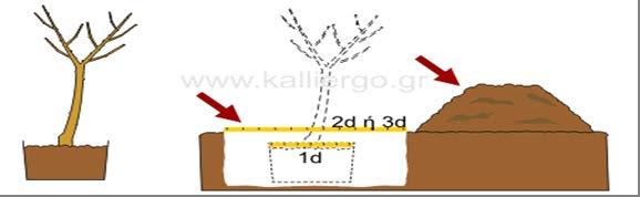 Δένδρα σε κύπελλο ορθογώνια 4x5 50 5 Δένδρα σε παλμέτες 2x5 100 6 Δένδρα σε παλμέτες 2,5x5 80 Οι αποστάσεις φύτευσης της ροδιάς σε συστηματικούς οπωρώνες είναι 4 μέτρα μεταξύ των γραμμών και 3 μέτρα