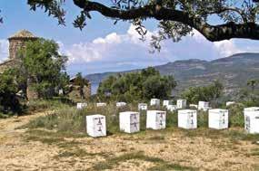 ΠΡΩΤΟΓΕΝΗΣ / ΕΥΤΕΡΟΓΕΝΗΣ ΤΟΜΕΑΣ // βελτίωση αγροτικού οδικού δικτύου // προστασία ελαιοπαραγωγής /δακοκτονία // προώθηση