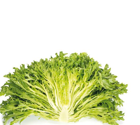 Salanova Triplex RZ Salanova τύπου Crispy πράσινη Expertise RZ Bl: 16-35EU/Nr:0/Pb Σαλάτα τύπου Crispy green με πολλά φύλλα και όγκο.