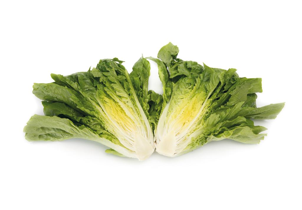 Romaine/Cos Tacitus RZ Tacitus RZ Bl:16-26,32EU/Nr:0 Ποικιλία με πολύ καλή συμπεριφορά στο ξεβλάστωμα. Ανήκει στην κατηγορία midi-large cos και με ανοιχτή καρδιά.