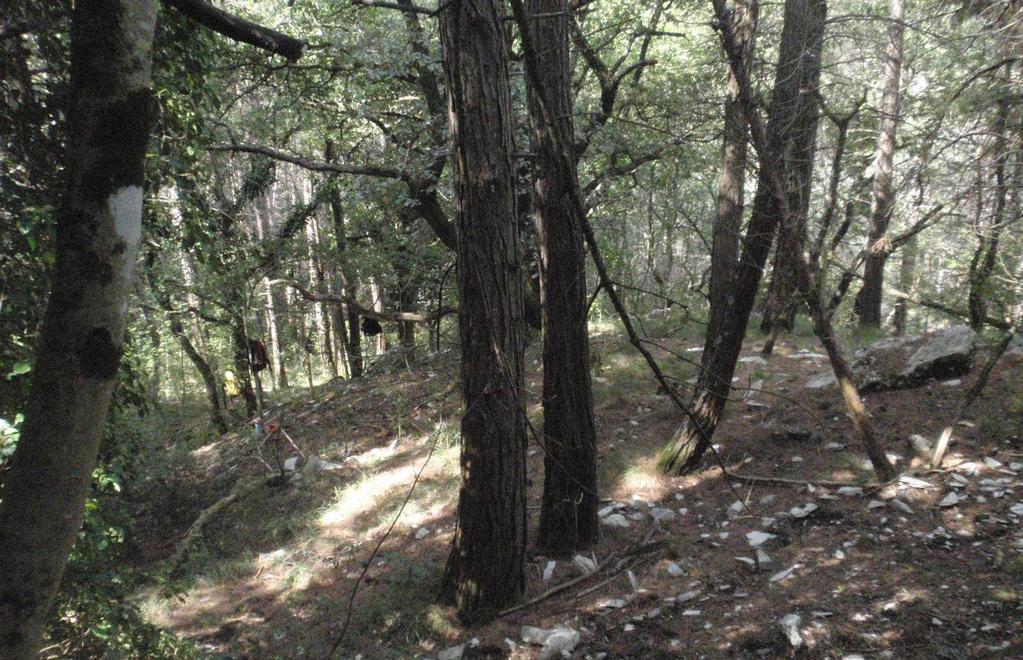 ΤΟ ΕΡΕΥΝΗΤΙΚΌ ΠΡΌΓΡΑΜΜΑ FORESMIT Το ερευνητικό πρόγραμμα FoResMit προέκυψε από την ανάγκη να προσδιοριστούν κατάλληλες μέθοδοι διαχείρισης για την αποκατάσταση υποβαθμισμένων κωνοφορόρων δασών σε