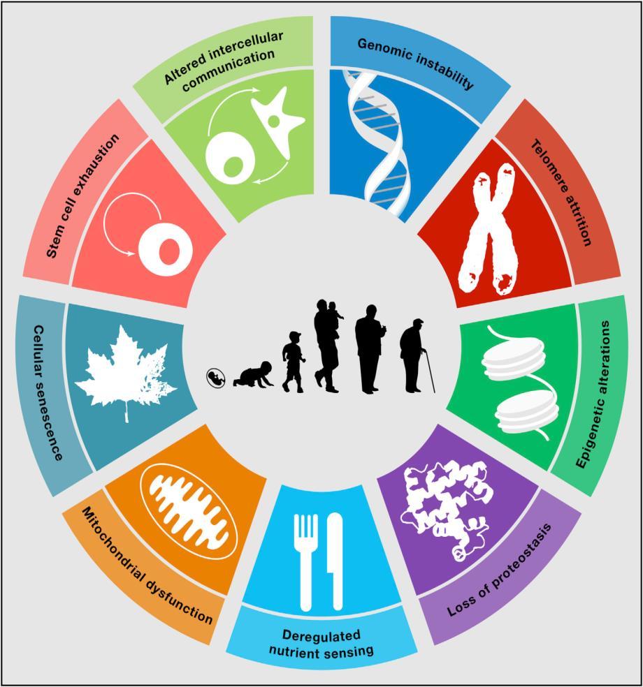 Nine tentative hallmarks that represent common denominators of aging in different organisms, with special emphasis on mammalian aging Genomic instability Telomere attrition