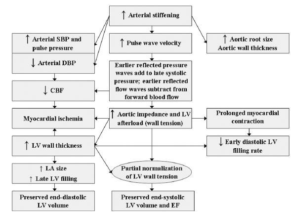 Conceptual Framework for Cardiovascular Adaptations to Arterial Stiffening That