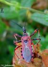 Η µεγαλύτερη οικογένεια της τάξης είναι η Forficulidae. ΗΜΙΠΤΕΡΑ Hemiptera, παλαιά ονοµασία 65.000 ) Rhynchota είδη) Χωρίζονται σε δυο υποτάξεις 1.Ετερόπτερα (Heteroptera) 2.
