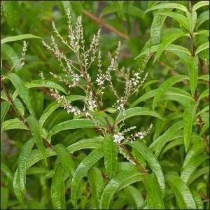 ΛΟΥΙΖΑ (Aloysia citrodora) Επίσημη ονομασία lippia citriodora ή Aloysia citrodora Οικογένεια Verbenaceae.