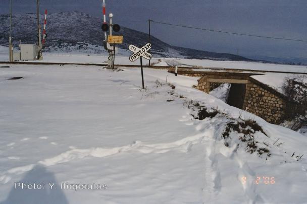 Το αναπαραγωγικό ζευγάρι των λύκων με τα μικρά της χρονιάς, αποτελούν τον πυρήνα της αγέλης. Τη βασική οικογένεια, συμπληρώνουν συνήθως και απόγονοι από 1-2 προηγούμενες γενιές.