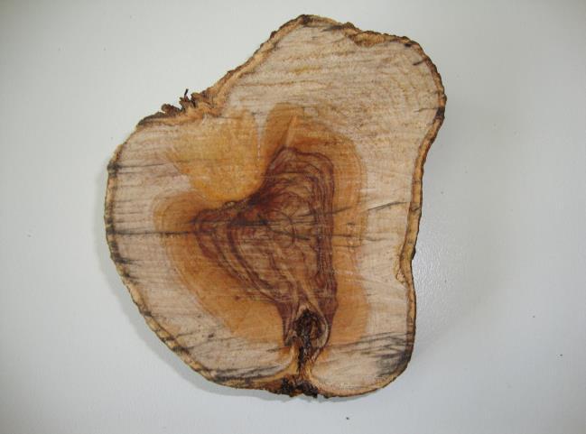 Εικ. 25-26: Έντονος καστανός μεταχρωματισμός του ξύλου κλάδων ελιάς σε εγκάρσια τομή βραχιόνων ελιάς προσβεβλημένων από φόμα.