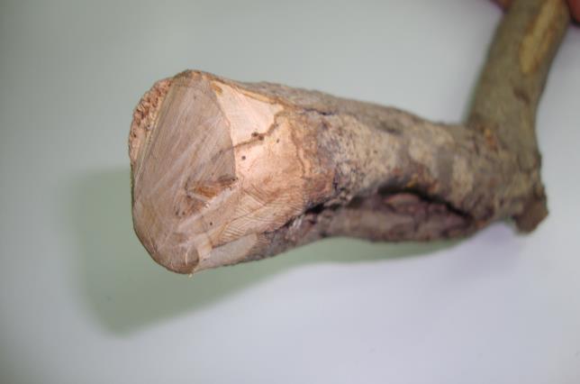 λαιμό τους. Τα μεταφερόμενα βασιδιοσπόρια μολύνουν τα δέντρα είτε από διάφορες πληγές είτε από τομές του κλαδέματος.