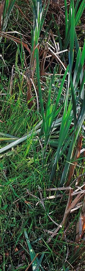 Κεφαλή κοπής SuperCut Πριονόδισκος με δόντια κοπίδια Με διπλό νήμα, ιδανικό για κοπή χόρτου και αραίωμα φυτών. Η μεσινέζα διατηρείται αυτόματα στο ιδανικό μήκος.