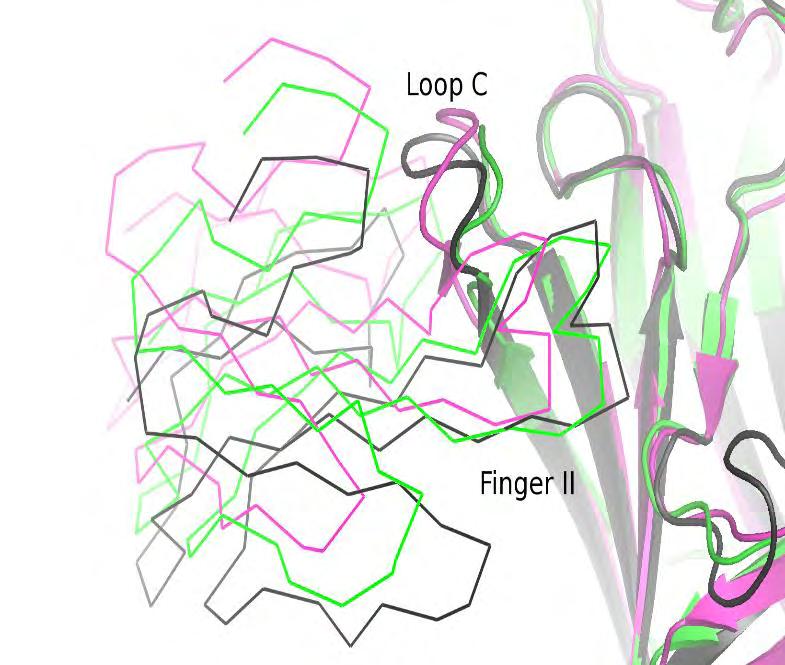 των α1-εκπ επίμυος και της χίμαιρας AChBP/α7 (Phe189 και Phe183, αντίστοιχα) εισέρχονται σε μια υδρόφοβη κοιλότητα μεταξύ των θηλιών I και II της τοξίνης (Dellisanti et al. 2007, Huang et al. 2013).