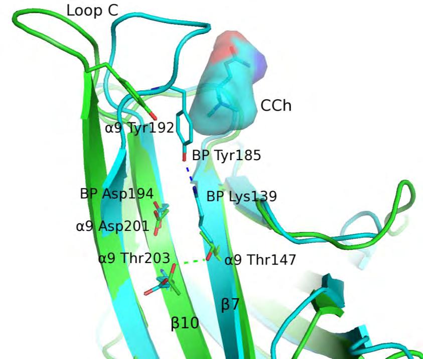 της AChBP (κυανό, PDB ID: 1UV6, κάτω) με την καρβαμυλοχολίνη (CCh).