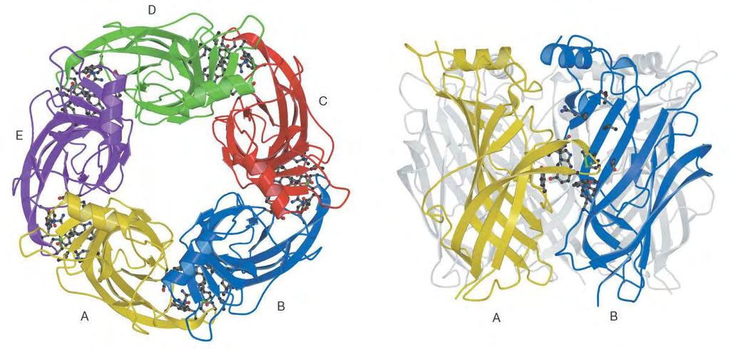 Η AChBP (Εικόνα 1.
