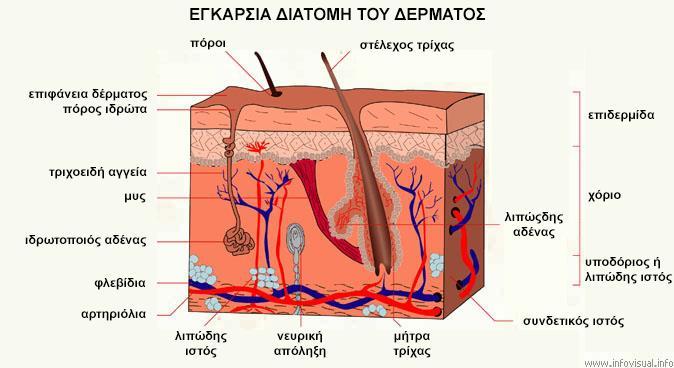 ΣΤΟΙΒΑΔΕΣ ΔΕΡΜΑΤΟΣ Επιδερμίδα: έχει 4 στιβάδες κυττάρων Βασική Ακανθωτή Κοκκώδη & Κεράτινη. Οι τρείς πρώτες αποτελούν την βασική στοιβάδα. Χόριο: από ιώδη ιστό με άφθονα αγγεία & νεύρα.