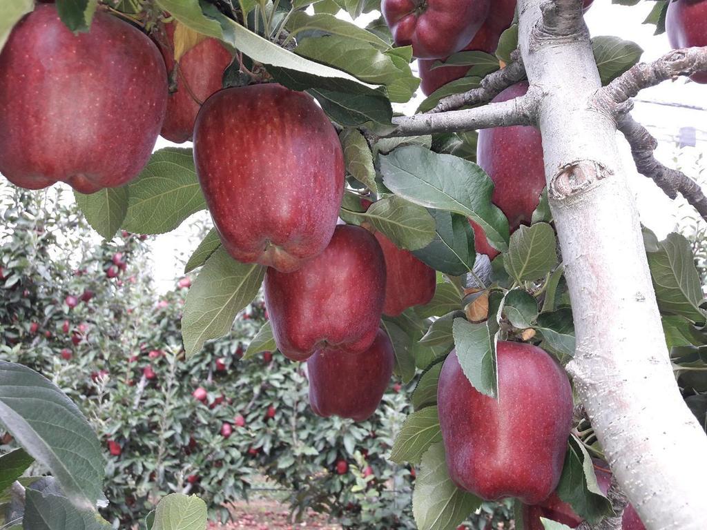 Υλικά και μέθοδοι Για την αξιολόγηση του ΑΜΙΝΟ 16 επιλέχθηκαν αγρός έκτασης περίπου 15 στρεμμάτων φυτεμένος με την ποικιλία μηλιάς Red Chief, βρισκόταν στην περιοχή Πύργοι-Κοζάνης η ηλικία των