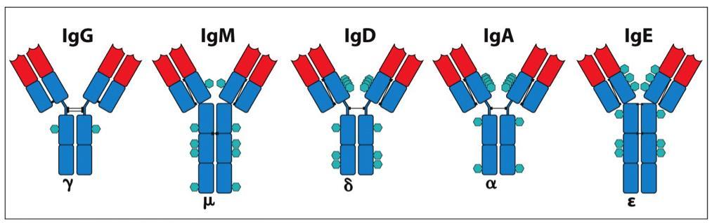 Ισότυποι ή τάξεις ανοσοσφαιρίνης γ 1, γ 2, γ 3, γ 4 α 1, α 2 Αριθμός και θέση δισουλφιδικών δεσμών μεταξύ των αλυσίδων τους Αριθμός τμημάτων ολιγοσακχαριτών που προσκολλώνται στη βαριά