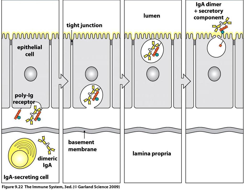 Διμερή IgΑ αντισώματα Πλασματοκύτταρα που εκκρίνουν IgA: συνδετικός ιστός που βρίσκεται ακριβώς κάτω από την εσωτερική μεμβράνη πολλών επιθηλιακών επιφανειών.
