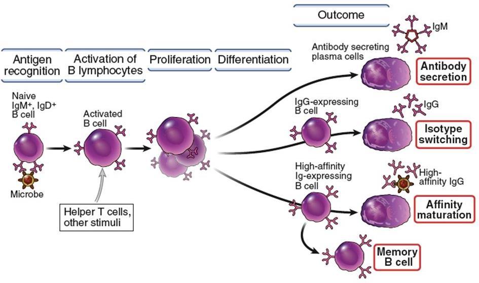 Ενεργοποίηση Β λεμφοκυττάρων Τα αθώα Β κύτταρα απαιτούν απαραίτητα σήματα τα οποία μπορεί να