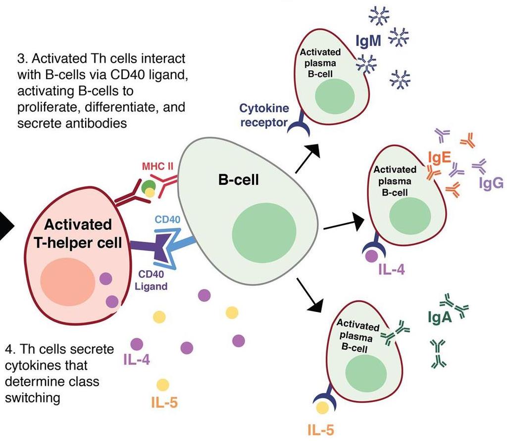 Activation and