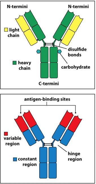 Η δομή ενός τυπικού μορίου αντισώματος IgG αντισώματα (IgG Abs): 4 πολυπεπτιδικές αλυσίδες 2 βαριές αλυσίδες (πράσινες) 2 ελαφριές αλυσίδες (κίτρινες)
