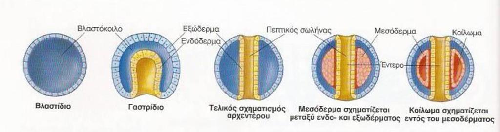 Εγγενής αναπαραγωγή Αυλάκωση Morula (συνεχείς μιτωτικές διαιρέσεις του ζυγωτού, τα βλαστομερίδια σχηματίζουν το μορίδιο) Blastula (το