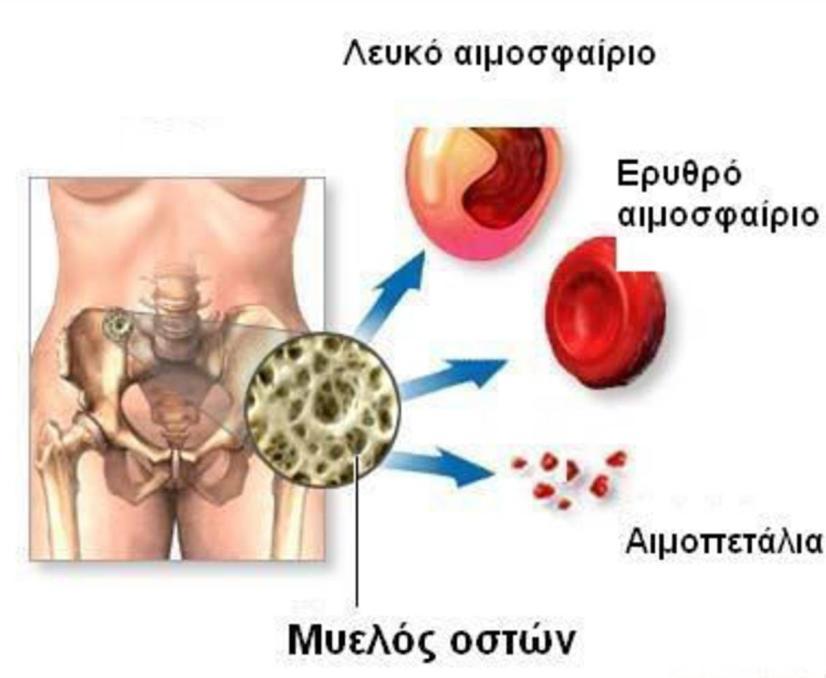Συνδετικός ιστός Αίμα Τα ερυθρά αιμοσφαίρια του