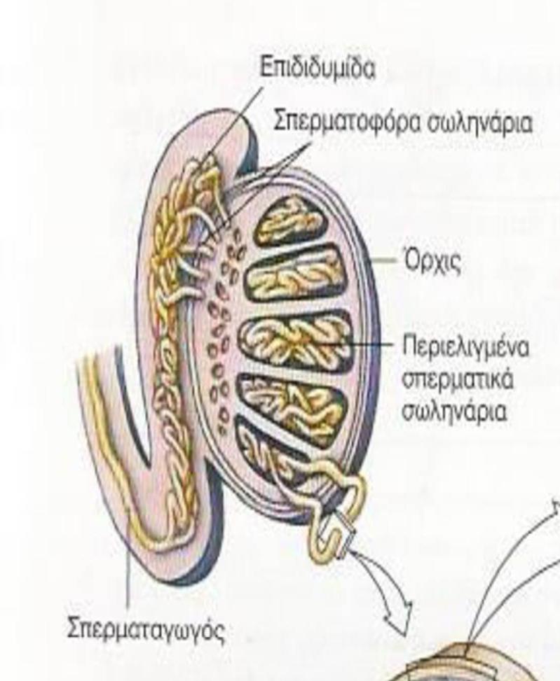 Σπερματογένεση: