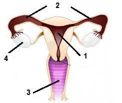 (δ) Να ονομάσετε δύο (2) όργανα του αναπαραγωγικού συστήματος του άντρα που παράγουν εκκρίματα για το σπέρμα: ι.... ιι.