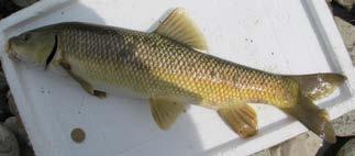 Luciobarbus albanicus (Steindachner, 1870) Gasterosteus gymnurus Cuvier, 1829 To είδος Gasterosteus gynmurus (κοινή ονομασία Αγκαθερό) ανήκει στην οικογένεια των Gasterosteidae.