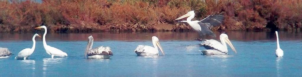 σε κάθε κατηγορία (επάνω από το ποσοστό).