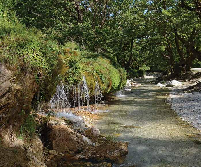 platalea ενημερωτικό δελτίο τεύχος 11o του