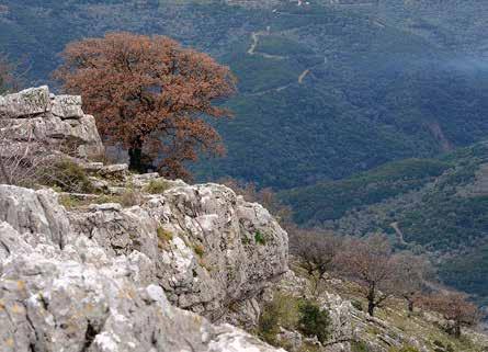 πανίδας) και 79/409 (για τη διατήρηση των άγριων πτηνών). Β) Δημιουργία των προϋποθέσεων για την επίτευξη αποτελεσματικής διαχείρισης των προστατευόμενων περιοχών του Φορέα Διαχείρισης.