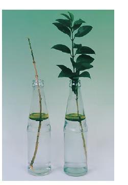 Τοποθέτησε στο ένα μπουκάλι τον βλαστό ενός φυτού με φύλλα και στο άλλο τον βλαστό ενός φυτού, από τον οποίο έχεις αφαιρέσει τα φύλλα.