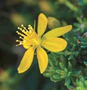 Hypericum empetrifolium subsp. tortosum, ενδημικό της Κρήτης (φωτ. Ν.