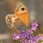 Coenonympha thyrsis, ενδημική πεταλούδα της Κρήτης (φωτ. Ν.