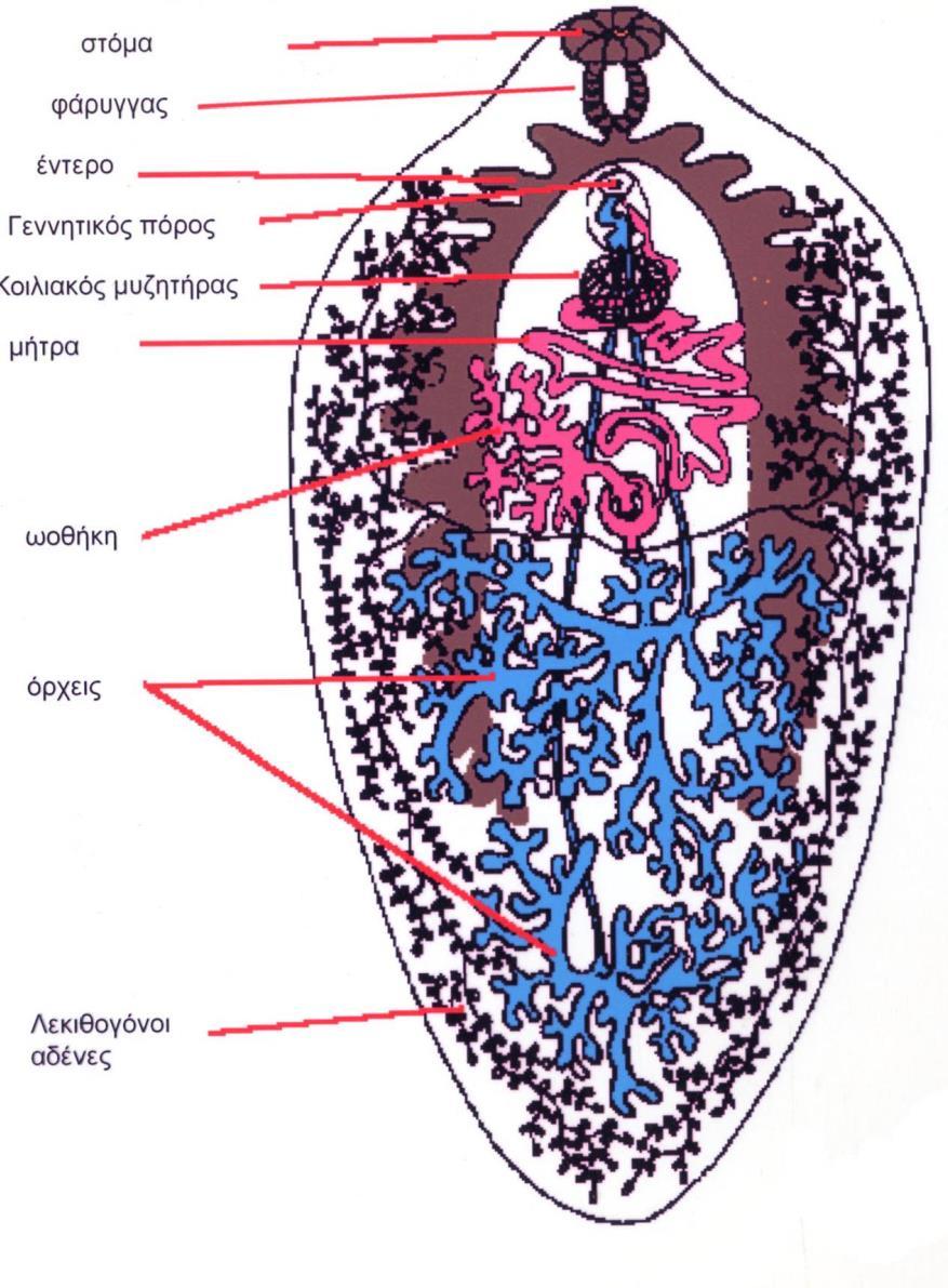 Βασίλειο: Animalia Φύλο: Platyhelminthes Κλάση: Trematoda