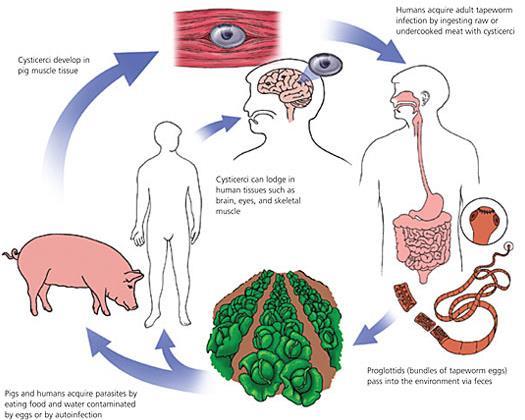 Taenia solium Βιολογικός κύκλος Οι κυστίκερκοι αναπτύσσονται στους μύες χοίρων και ανθρώπων Ο άνθρωπος μολύνεται με την κατανάλωση ωμού ή όχι καλά ψημένου κρέατος μολυσμένων ζώων με κυστίκερκους