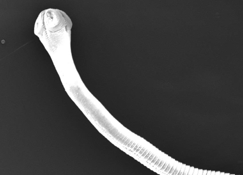 Βασίλειο: Animalia Φύλο: Platyhelminthes Κλάση Cestoda (Κεστώδεις) Τάξη Cyclophyllidea Οικογένεια Davaineidae