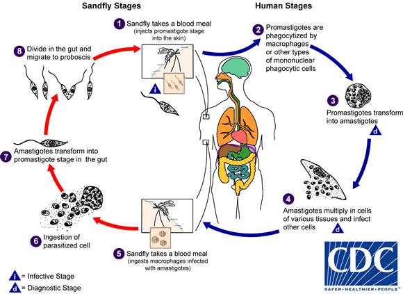 Βιολογικός κύκλος Leishmania Τα προμαστιγωτά μεταναστεύουν στα στοματικά μόρια Φλεβοτόμοι Ο φλεβοτόμος λαμβάνει γεύμα αίματος (εγχύει προμαστιγωτά στο δέρμα του σπονδυλωτού) Άνθρωπος Τα προμαστιγωτά