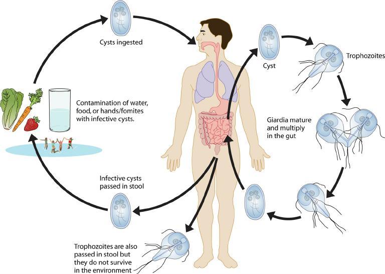 Βιολογικός κύκλος Giardia Πέψη κύστεων Κύστη Τροφοζωίτες Μόλυνση νερού, τροφίμων ή χεριών με τις κύστεις Οι τροφοζωίτες ωριμάζουν και