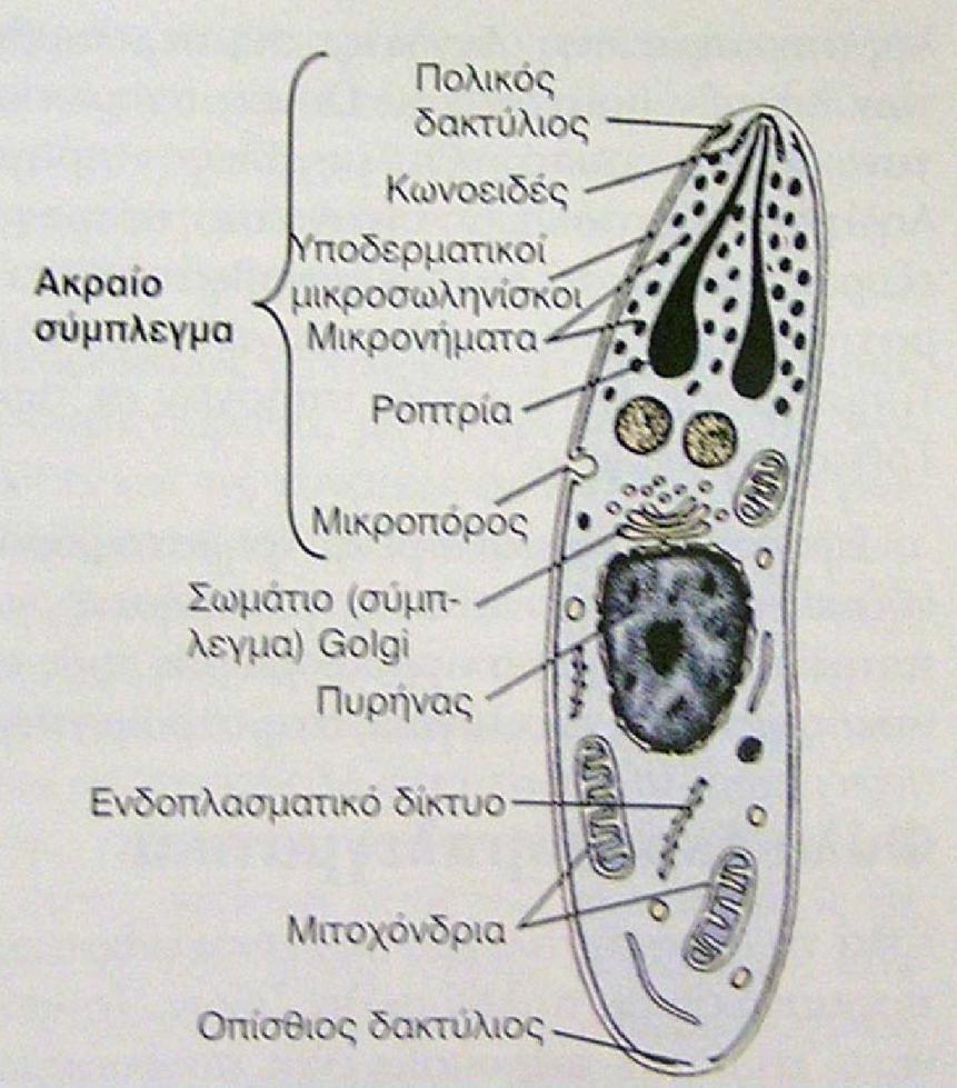 Φύλο Apicomplexa Κλάση Sporozoea Όλα παρασιτικά Υποκλάση Gregarinia Υποκλάση Coccidia Υποκλάση Pyroplasmidia Το φύλο διακρίνεται από την παρουσία ενός συνδυασμού οργανιδίων, που ονομάζεται ακραίο