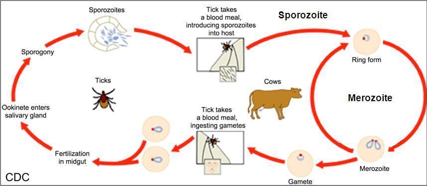 Βιολογικός κύκλος Babesia Σποροζωίτες Τα τσιμπούρια λαμβάνουν γεύμα αίματος και τους εισάγουν στον ξενιστή Σποροζωίτες Σπορογονία Τσιμπούρια Αγελάδες