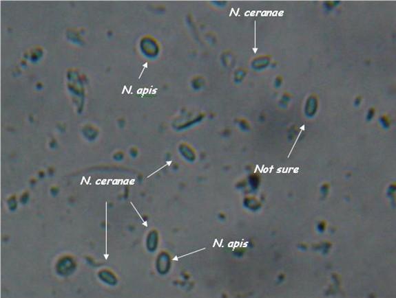Φύλο: Microsporida