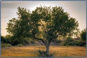 Εγκατάσταση Ελαιώνα - Επιλογή της περιοχής Η ΚΑΛΛΙΕΡΓΕΙΑ ΤΗΣ ΕΛΙΑΣ Πηγή: http://agroselida.blogspot.