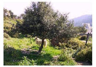 Σκοπός του κλαδέματος είναι η δημιουργία ενός ανθεκτικού σκελετού του δένδρου και ενός σχήματος που θα ανταποκρίνεται στις απαιτήσεις μας (ελαιοσυλλογή).