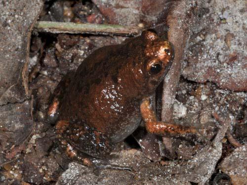 Uperodon obscurus