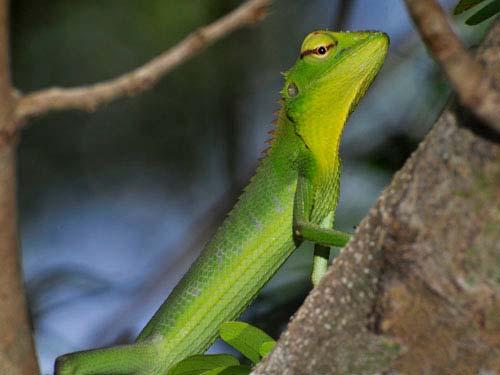 Calotes calotes